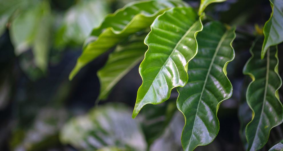 Close-up shot of coffee leaves