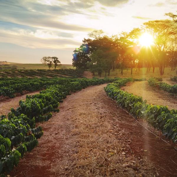 January 18, Brazil  - Sundown on the coffee plantation landscape